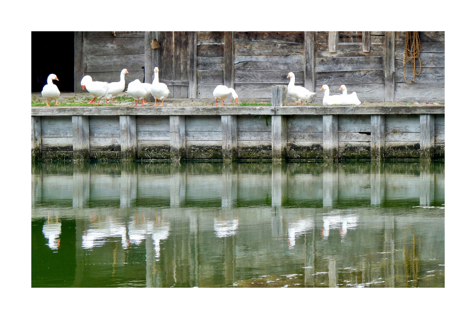 Schnatternd badend voller Glanz - durchs Wasser doppelt Familie Gans!