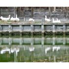 Schnatternd badend voller Glanz - durchs Wasser doppelt Familie Gans!