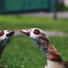 Schnatternde Nilgänse