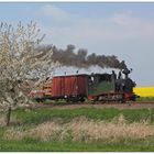 Schnaufende I K 54 am blühenden Kirschbaum