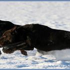 Schnauze an Schnauze Rennen