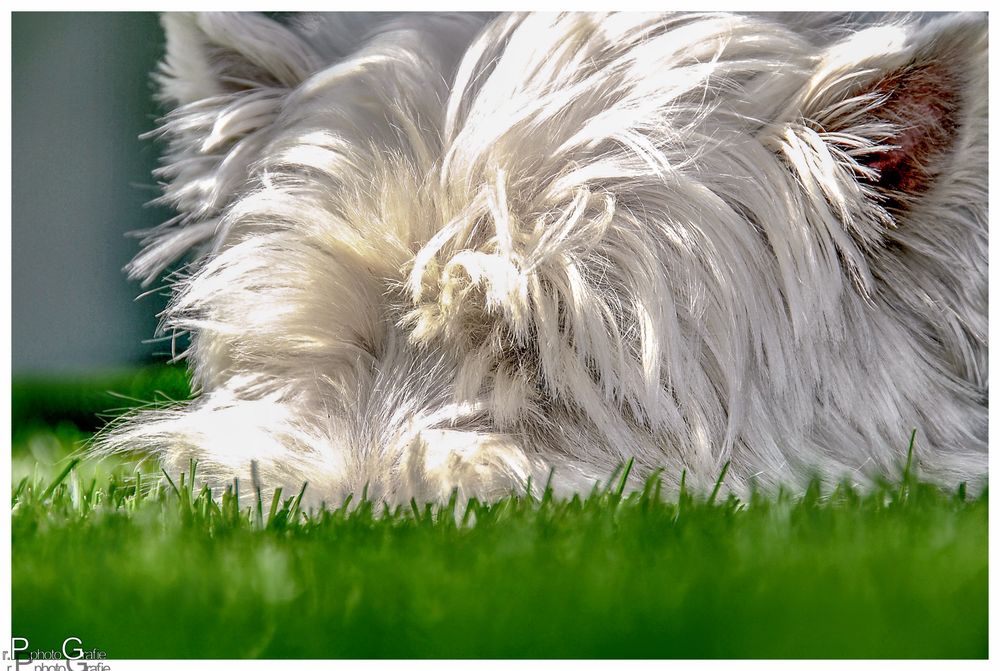 Schnauze im Gras