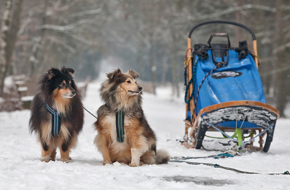 Schnauze noch nicht voll vom Schnee ?