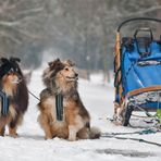 Schnauze noch nicht voll vom Schnee ?