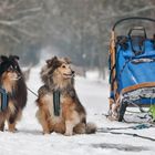 Schnauze noch nicht voll vom Schnee ?