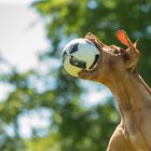 Schnauze voll!