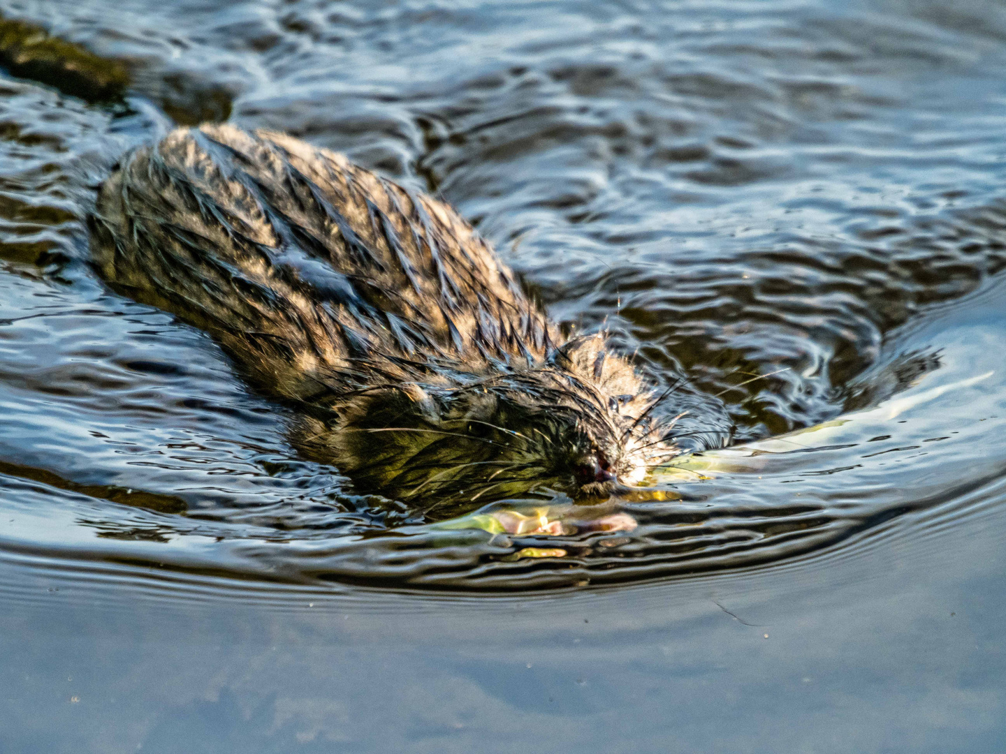 Schnauzen im Wasser1