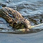 Schnauzen im Wasser1