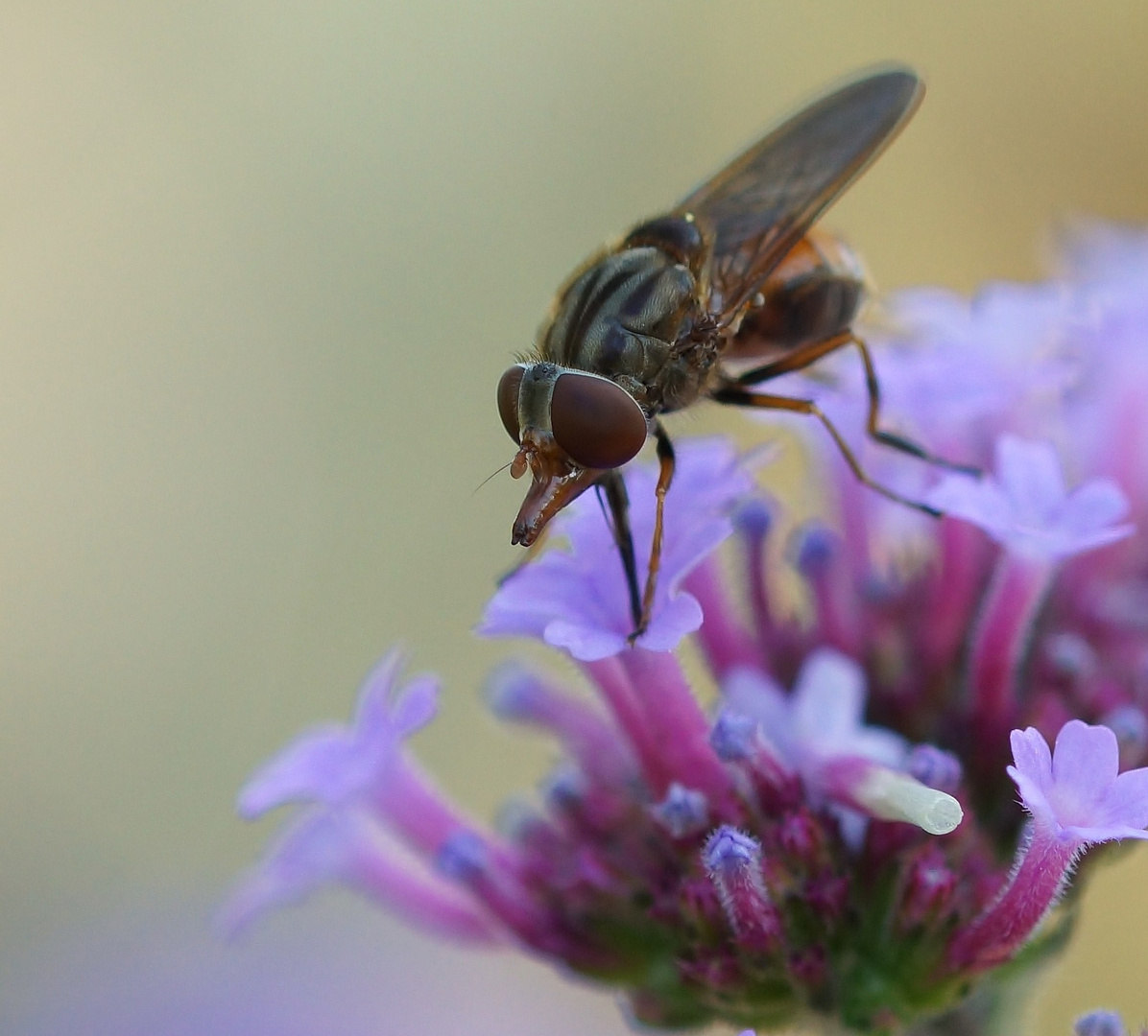 Schnauzen-Schwebfliege (Rhingia campestris)