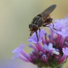 Schnauzen-Schwebfliege (Rhingia campestris)