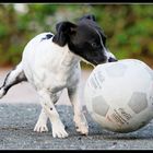 Schnauzenball 1