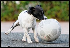 Schnauzenball 1