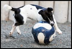 Schnauzenball 2