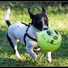 Schnauzenball 3