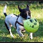 Schnauzenball 3