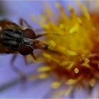 Schnauzenschwebfliege auf Herbstaster