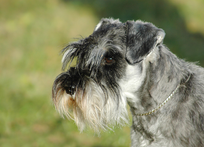 Schnauzer