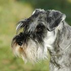 Schnauzer