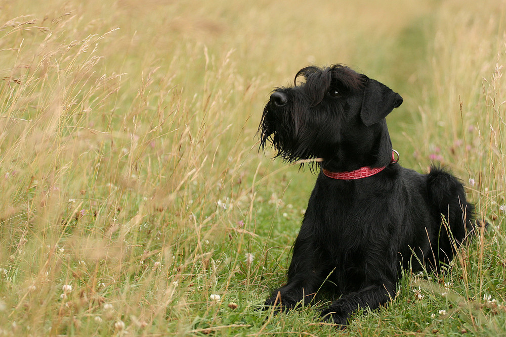 Schnauzer