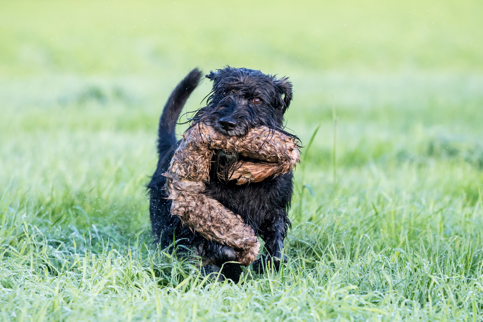 Schnauzer auf Jagd