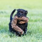 Schnauzer auf Jagd