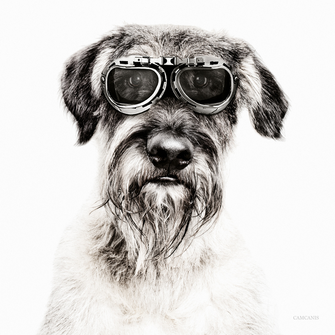 Schnauzer