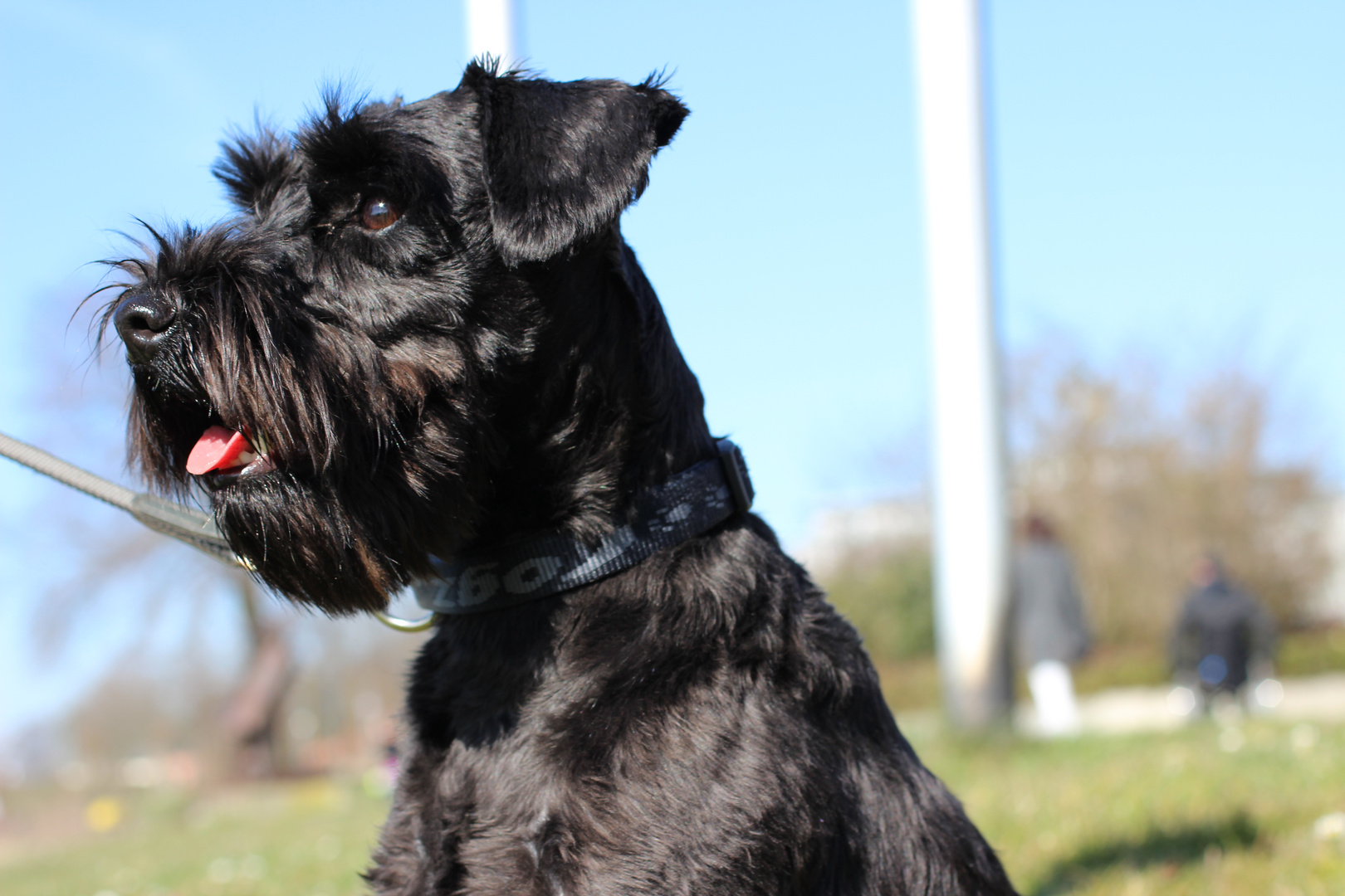 Schnauzer Felix :-)