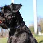 Schnauzer Felix :-)