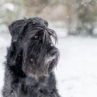 Schnauzer mit Dackelblick