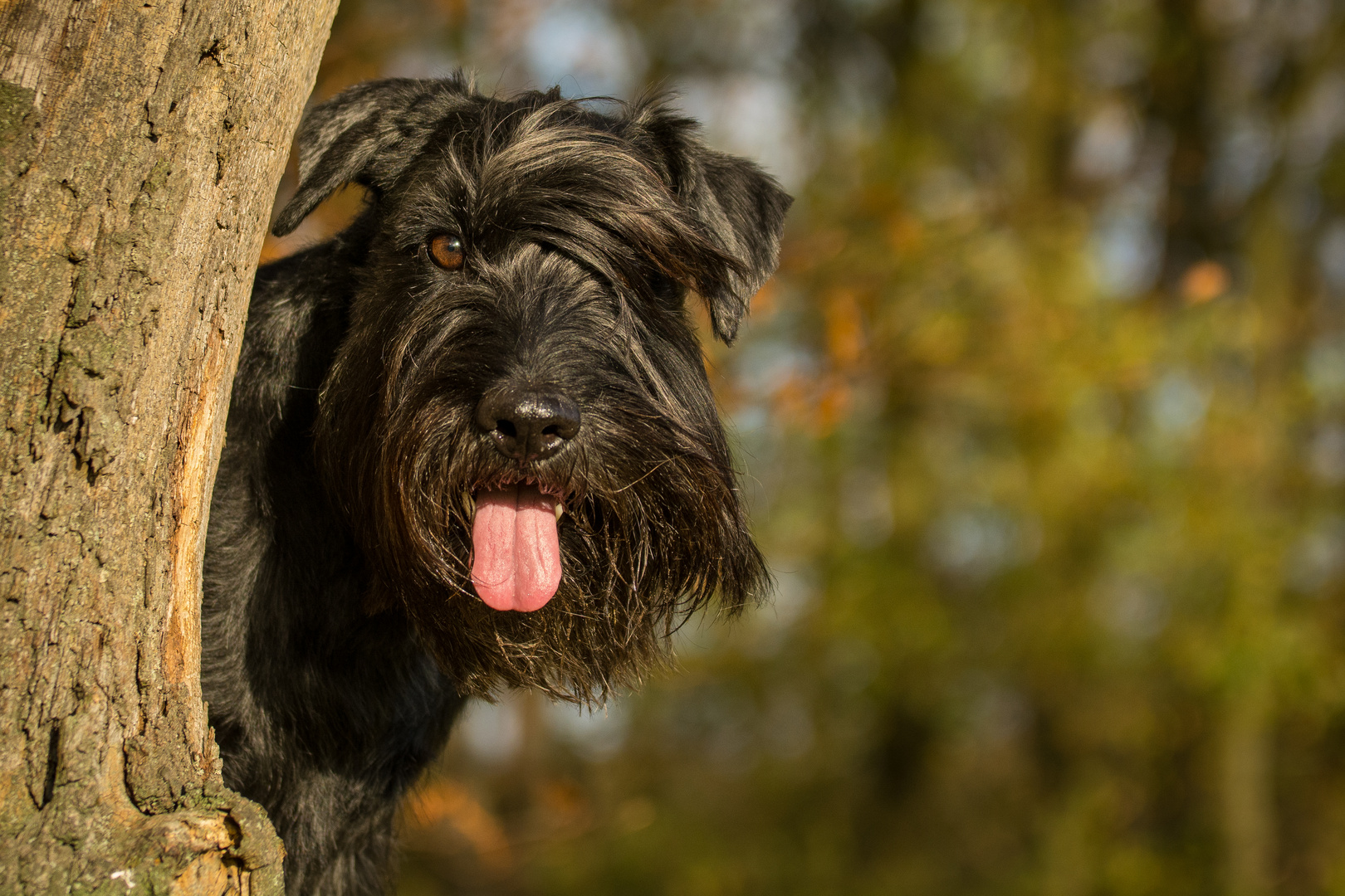 Schnauzer Oskar