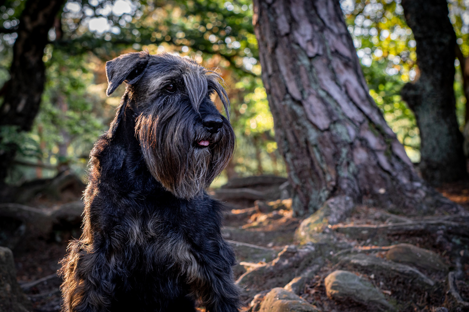 Schnauzer Oskar