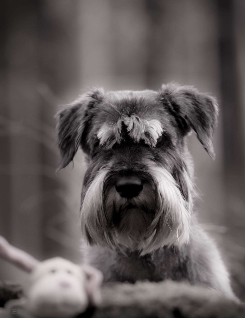 Schnauzer Porträt