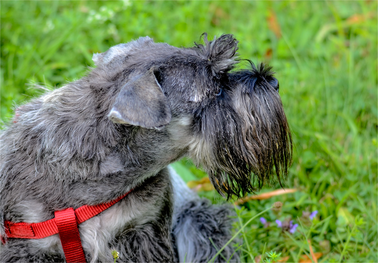 SCHNAUZER PORTRAIT