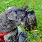 SCHNAUZER PORTRAIT