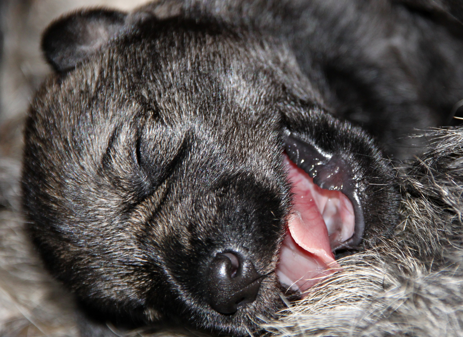 Schnauzerbaby