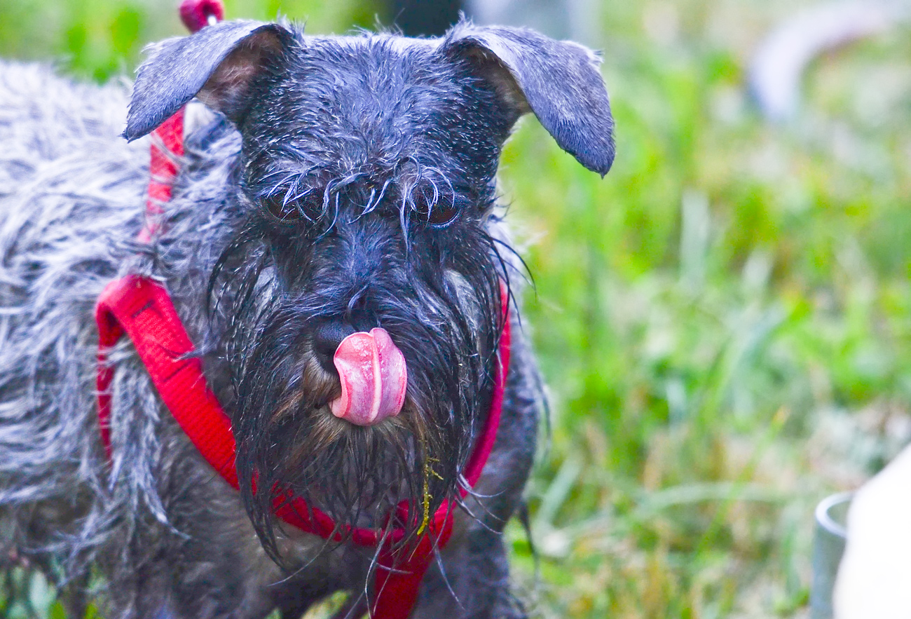 SCHNAUZERPORTRÄT