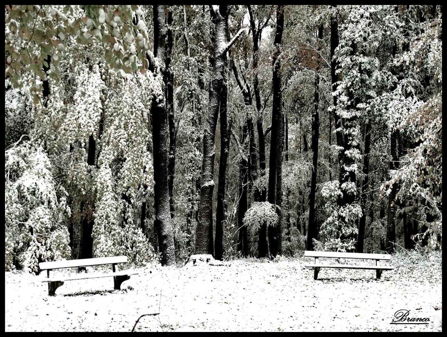 Schne in Wienerwald