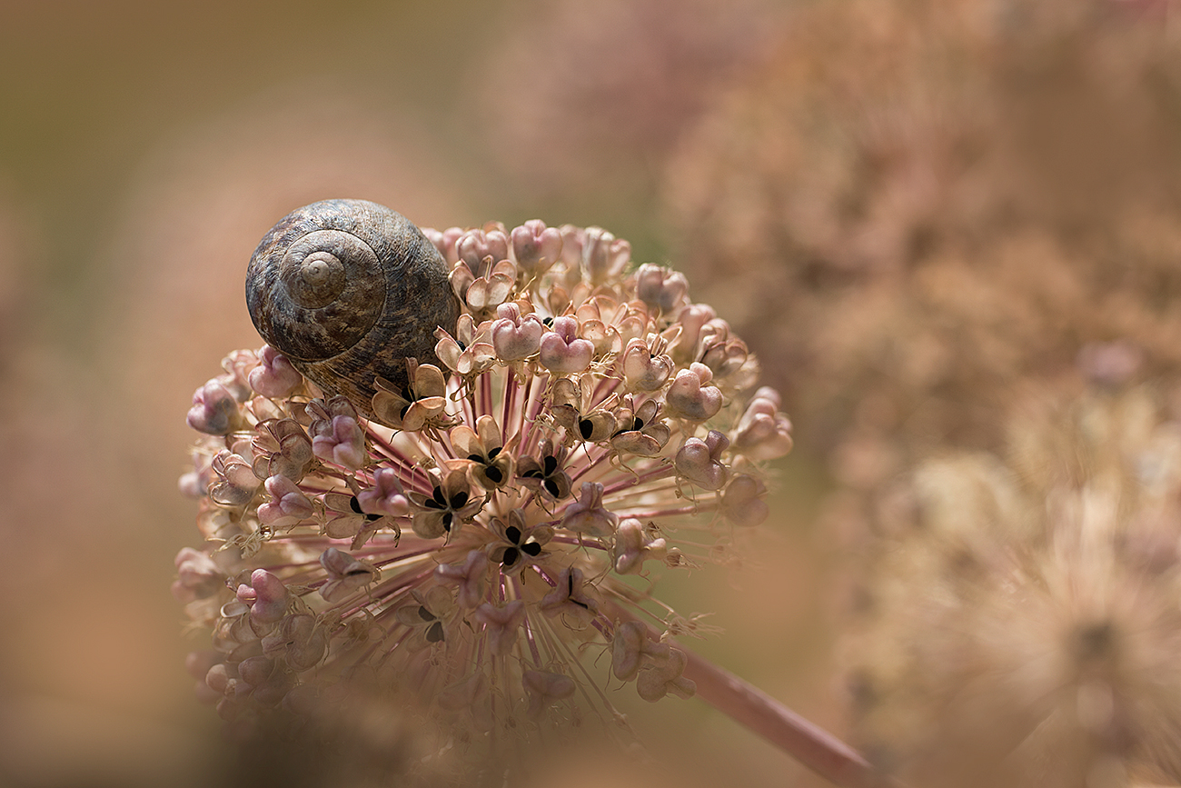 Schneck und Zierlauch