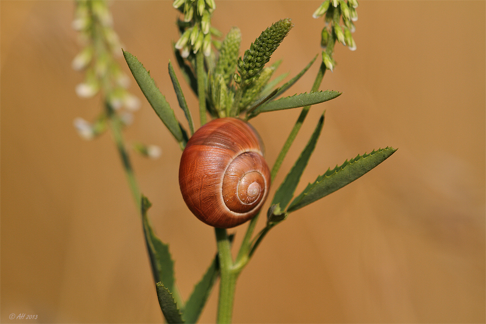 Schneckchen