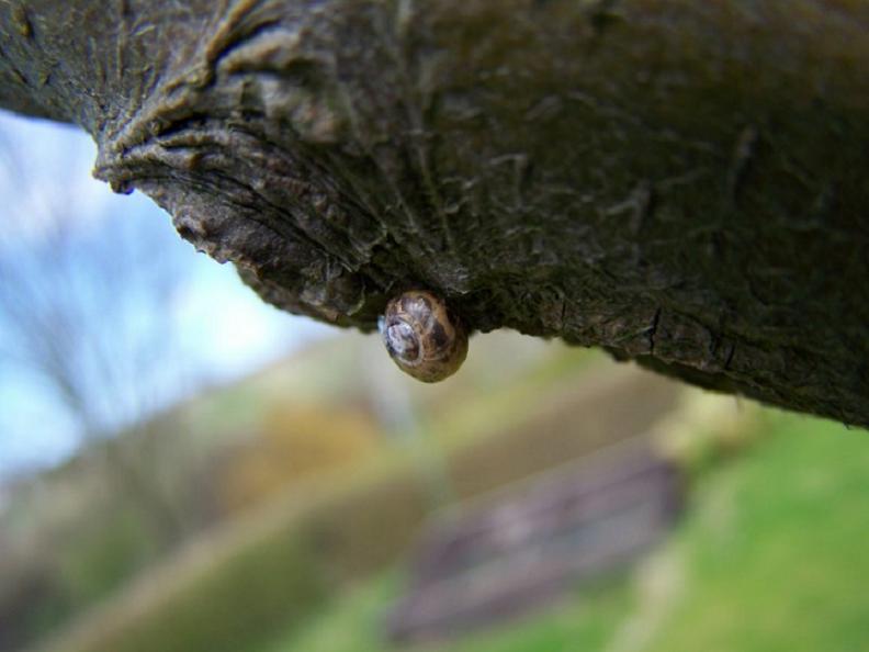 Schneckchen am Baum...