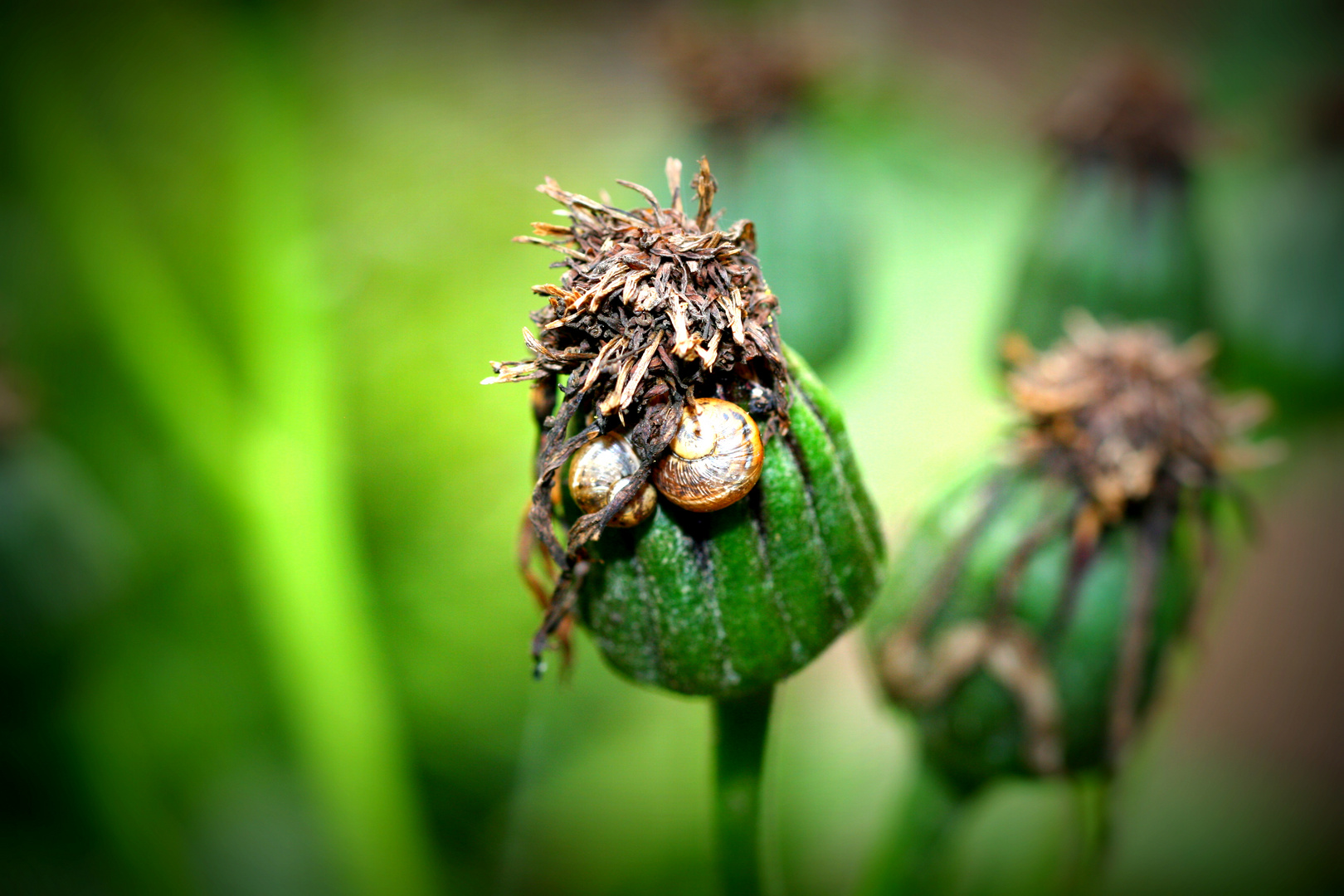 Schneckchen am Mohn