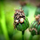 Schneckchen am Mohn