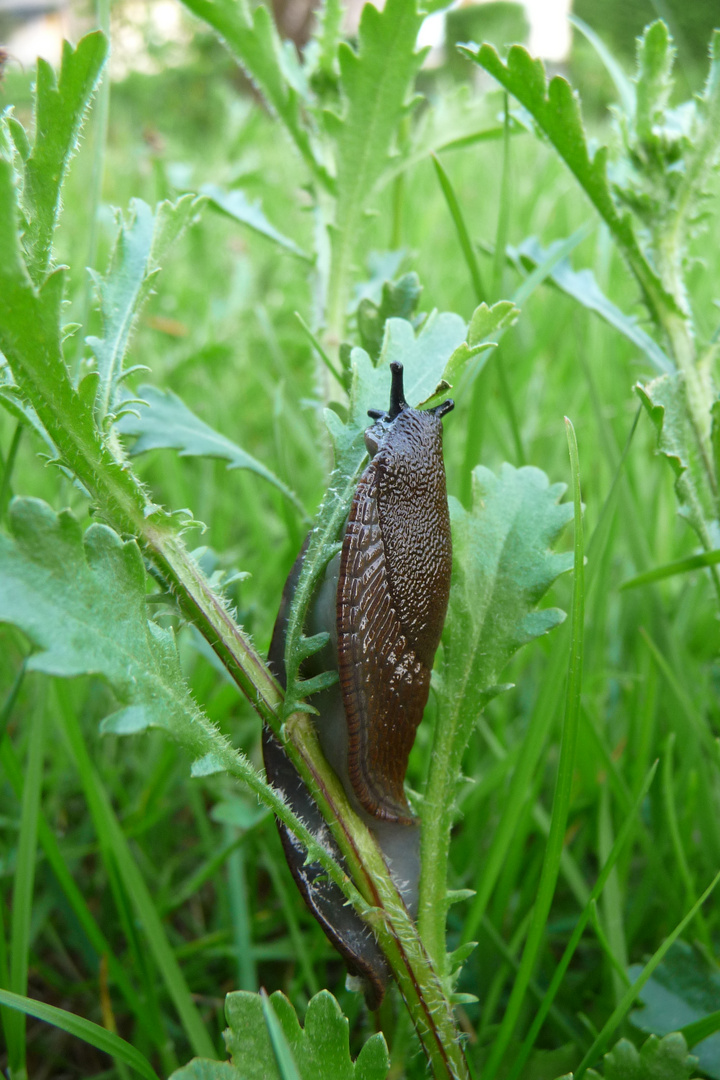 Schneckchen auf Entdeckungstour