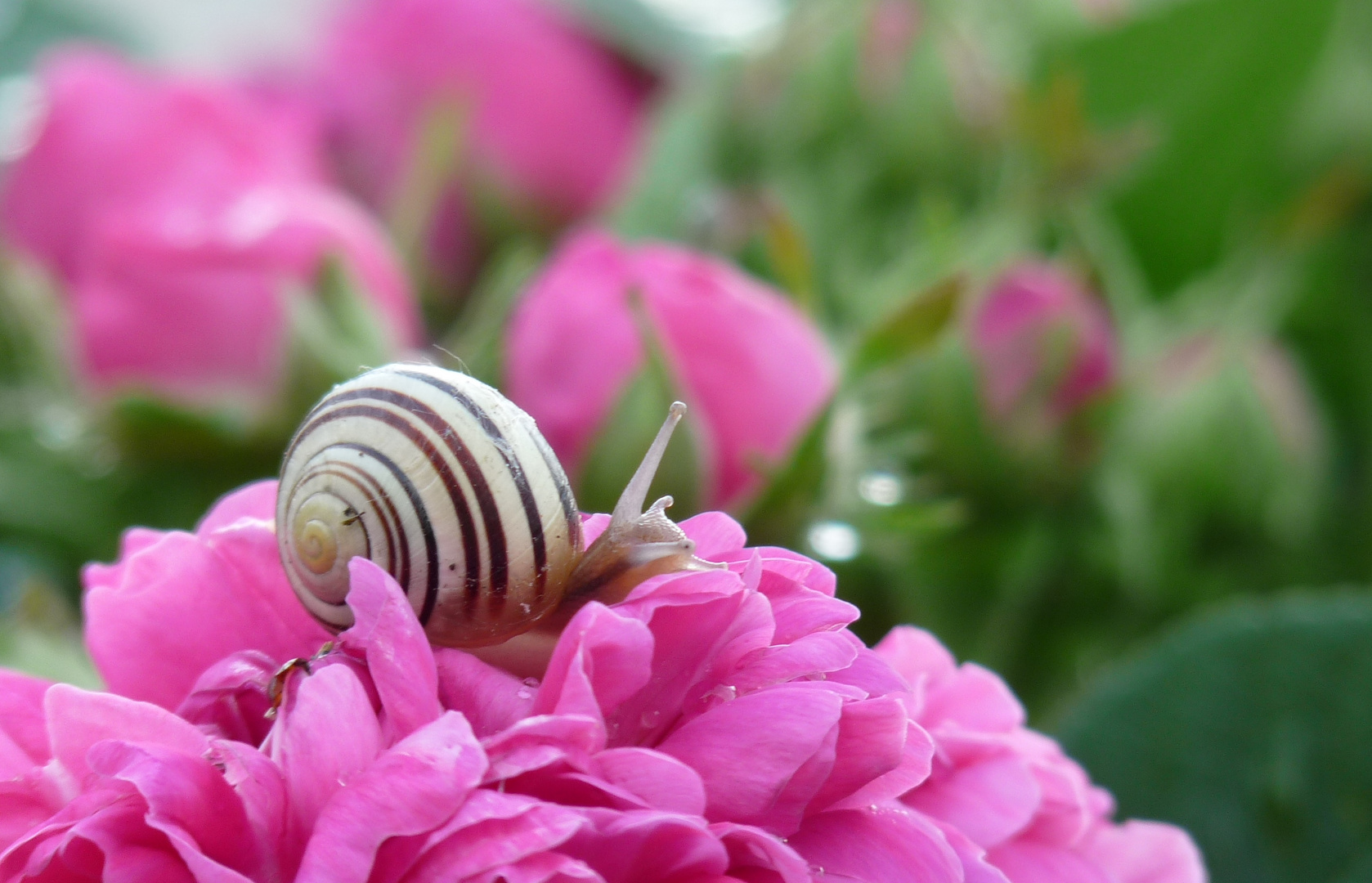 Schneckchen auf Rose