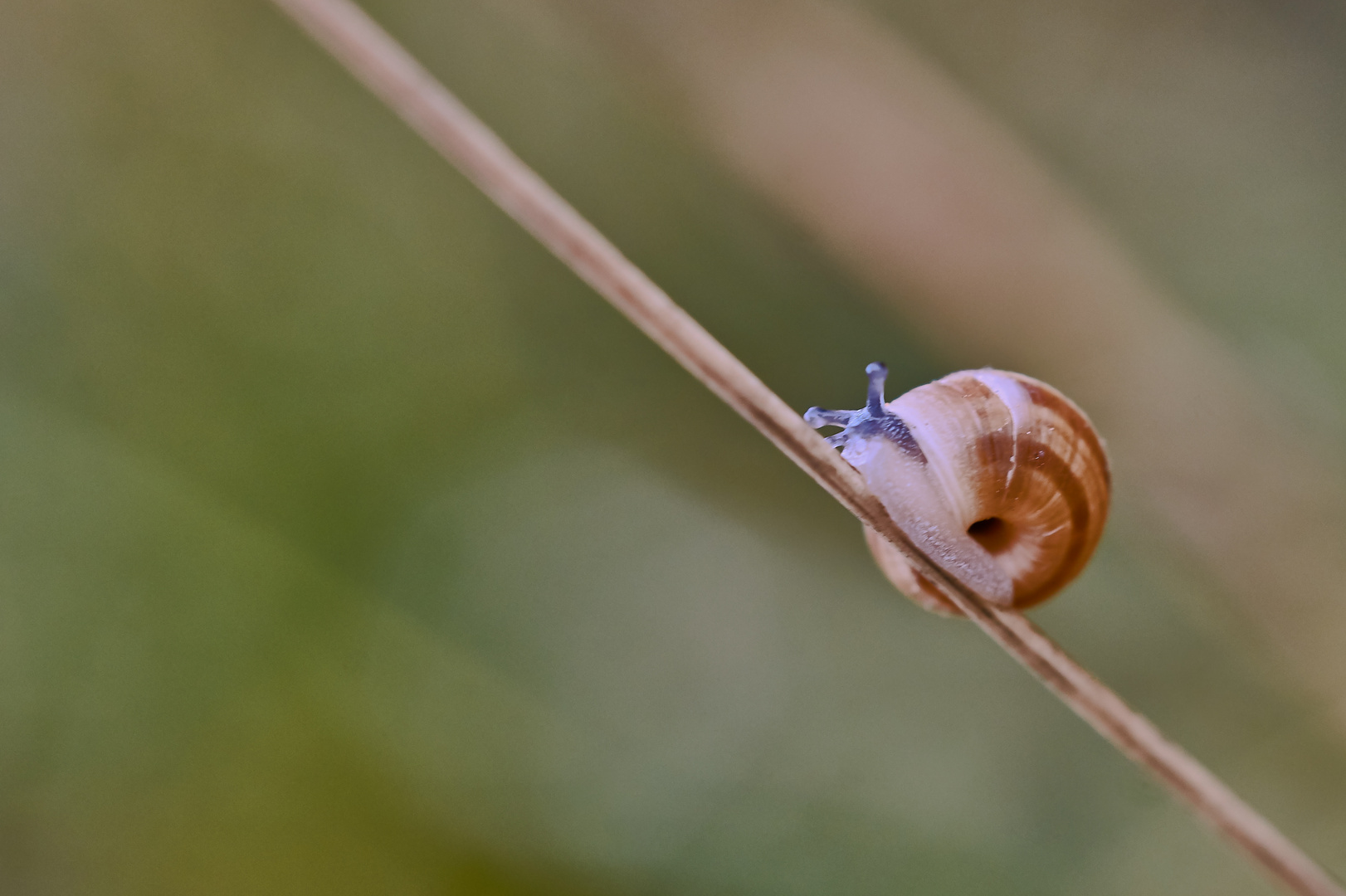 Schneckchen beim Aufstieg