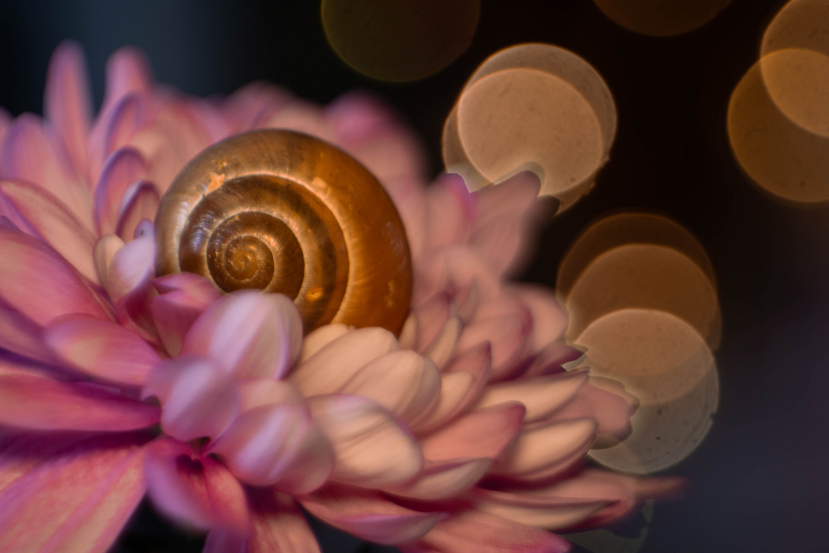 Schneckchen im Chrysanthemenbett