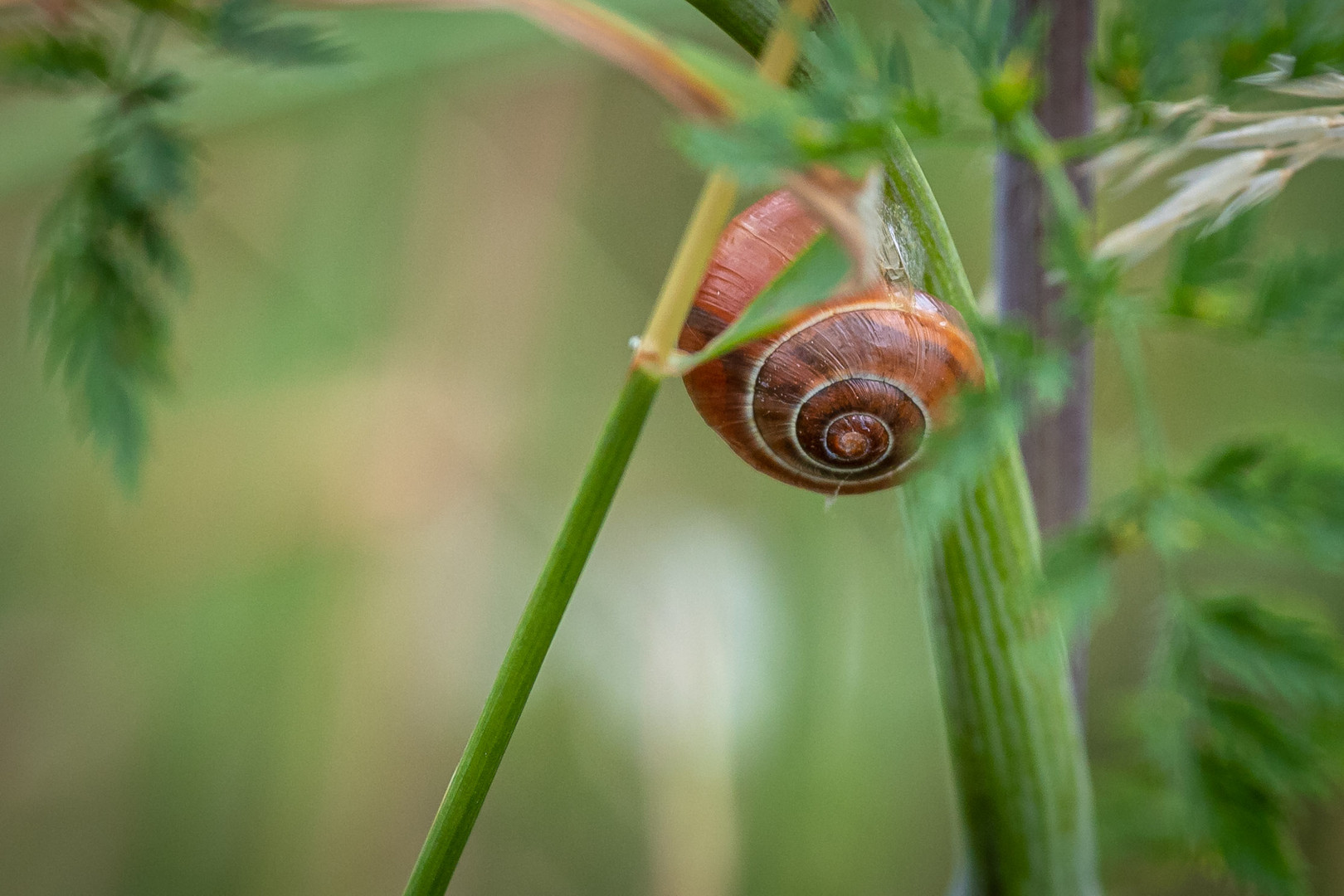 Schneckchen im grünen