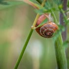 Schneckchen im grünen