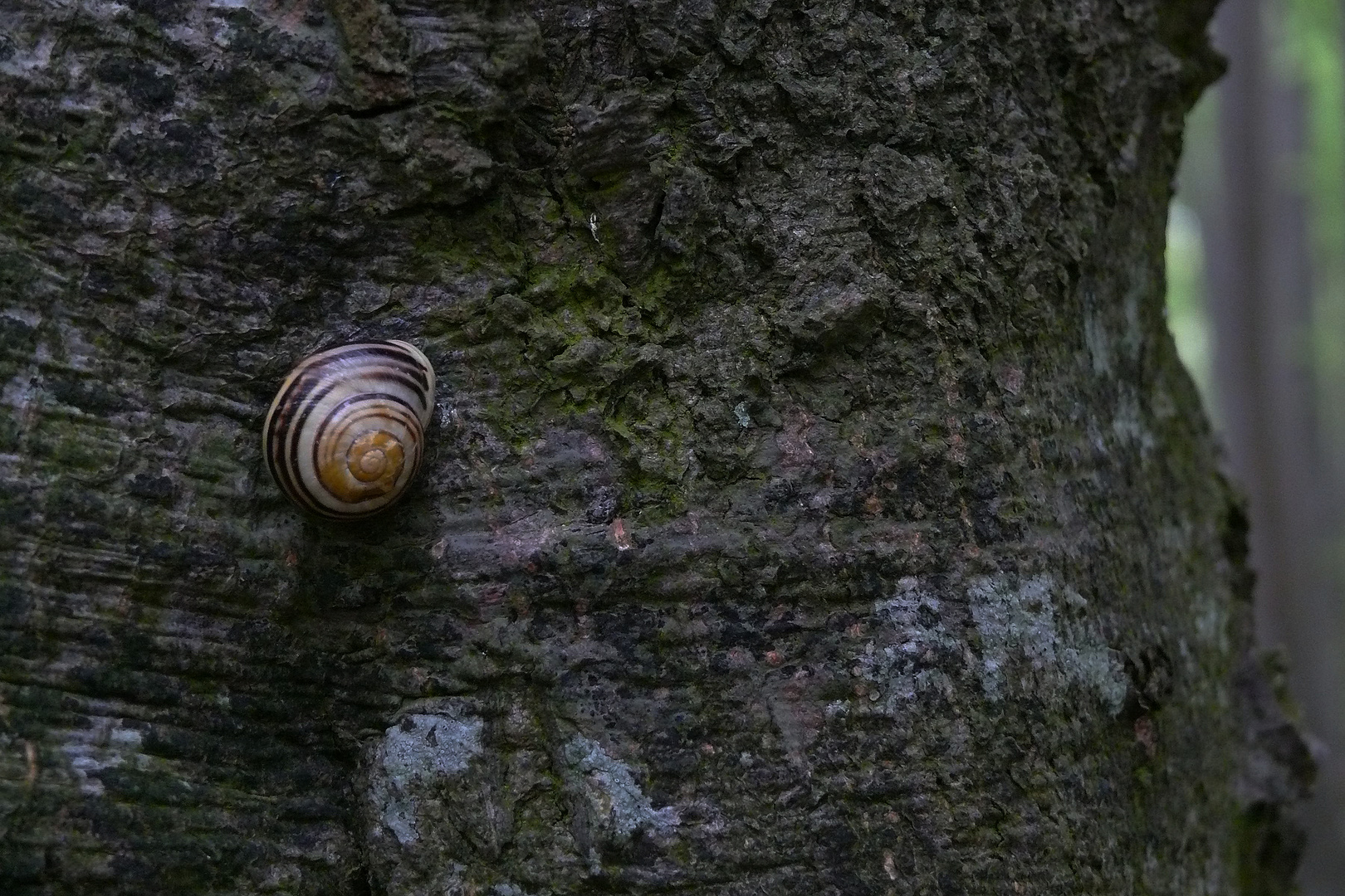 Schneckchen im Wald