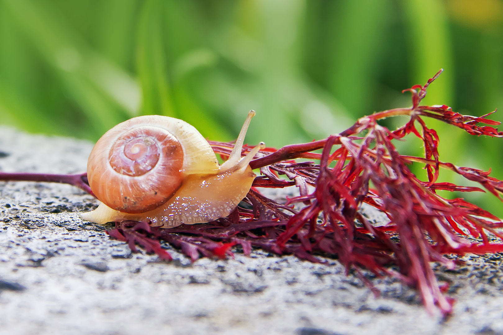 Schneckchen vor Hindernis